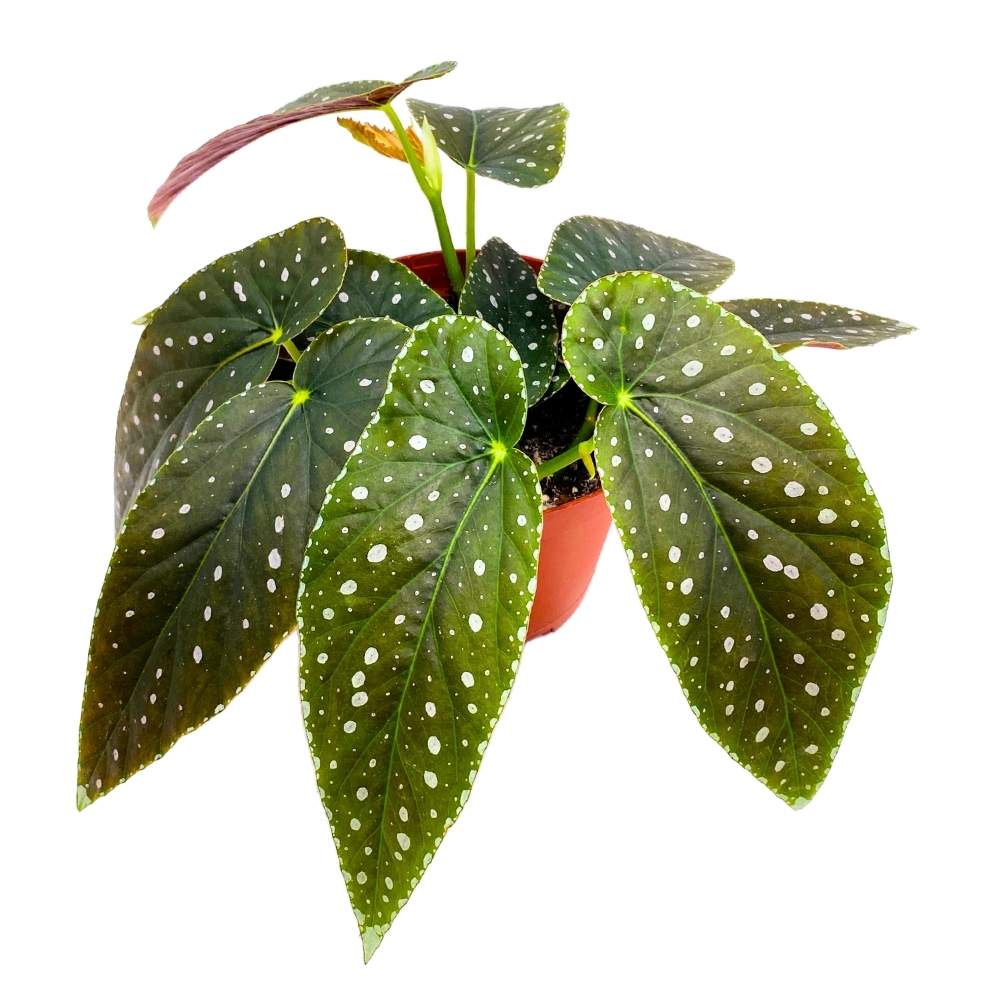 Harmony's Angel Messenger Angel Wing Cane Begonia, 6 inch, Green Angel Wings