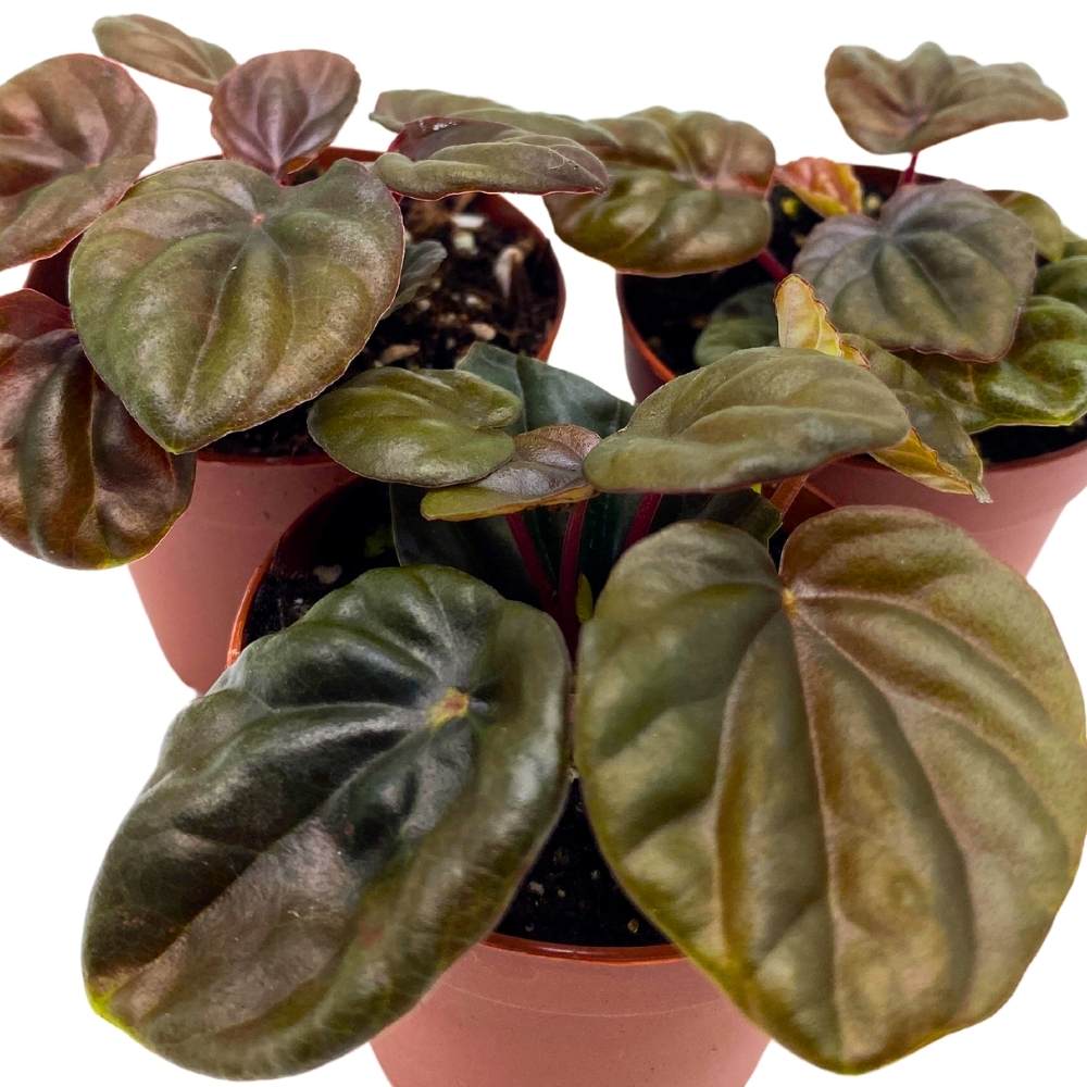 Peperomia Chocolate, 2 inch Set of 3, Brown Rare Emerald Ripple Pep Caperata