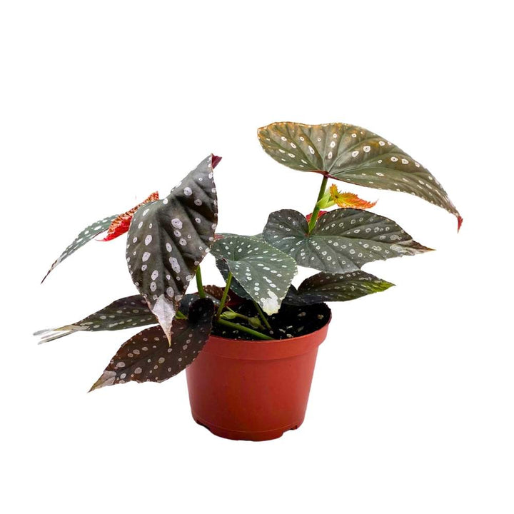 Harmony's Titan Angel Wing Cane Begonia 6 inch Premium Hybrid