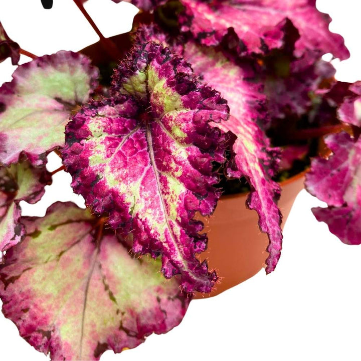 Harmony's Pink Persuasion 6 inch Begonia Rex Deep Pink Gnarly Curly Leaves