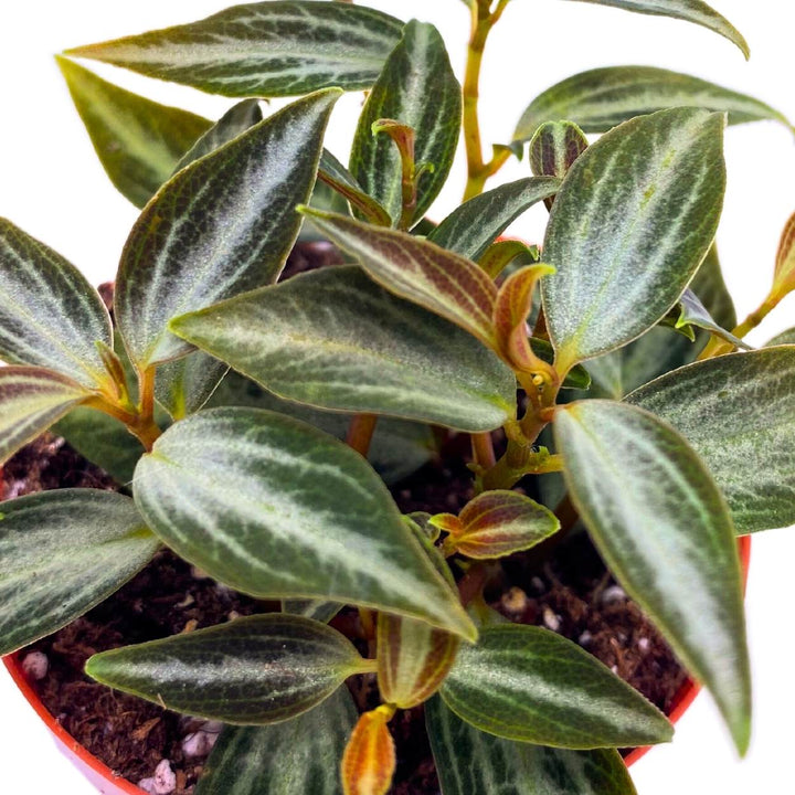 Peperomia Trinervis, 2 inch, Green and Silver Leaves