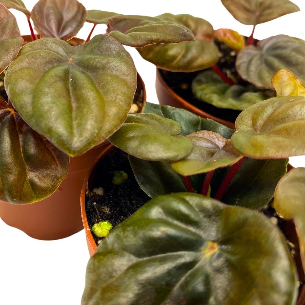 Peperomia Chocolate, 2 inch Set of 3, Brown Rare Emerald Ripple Pep Caperata