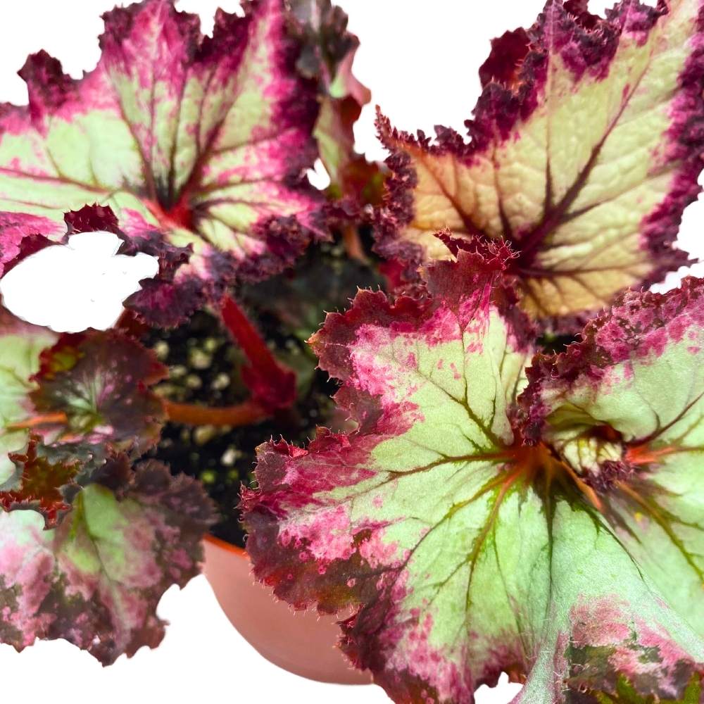 Harmony's Witchy Woman Begonia Rex 6 inch Spirals and Tails