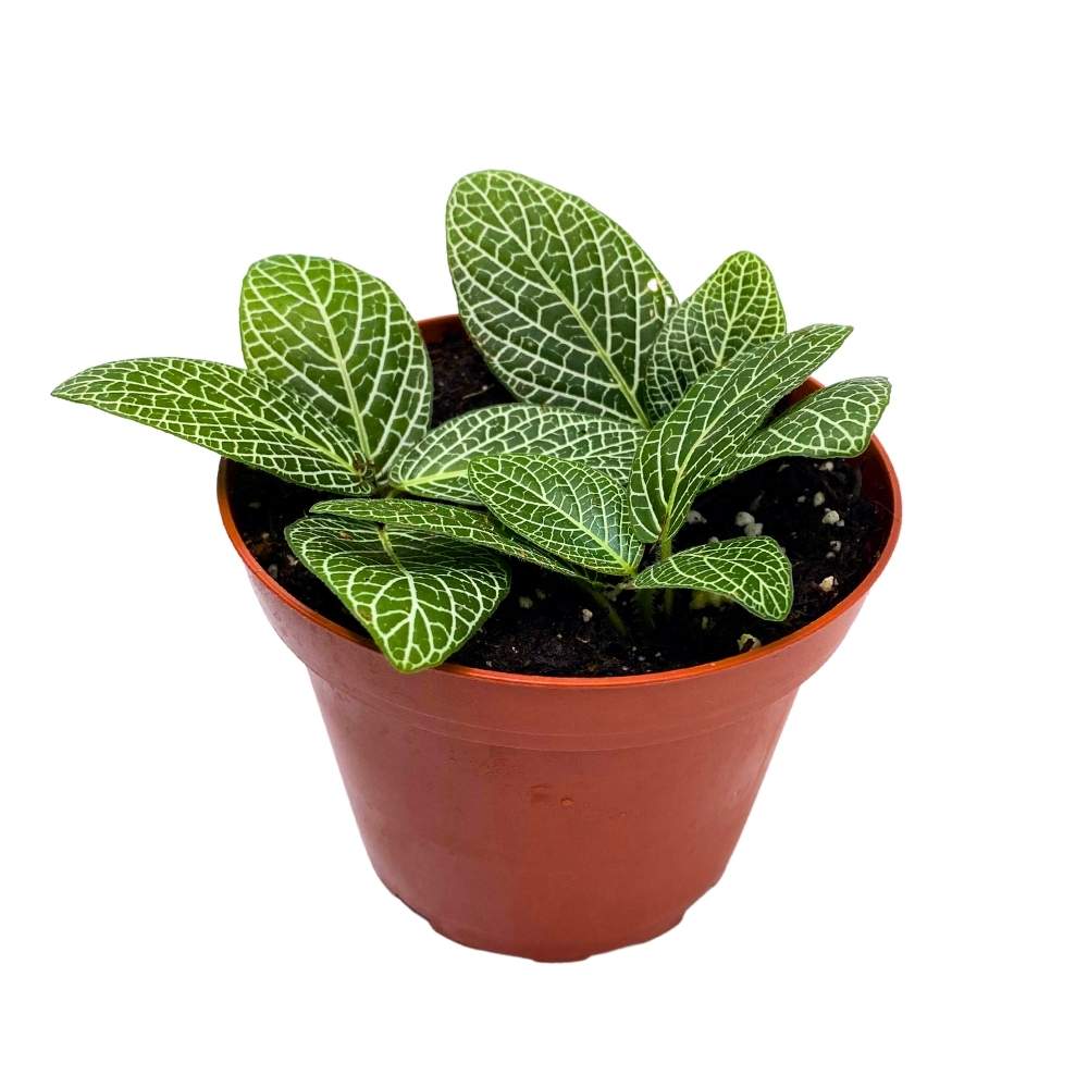 Fittonia albivenis 4 inch Nerveplant Jewel Plant, Green White Mosaic Nerve Plant, Silver Threads