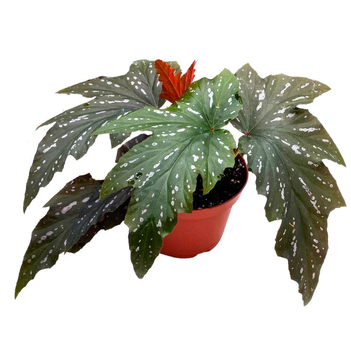 Sophie Cecile Angel Wing, 6 inch Cane Begonia Sophia Fibrous Hybrid