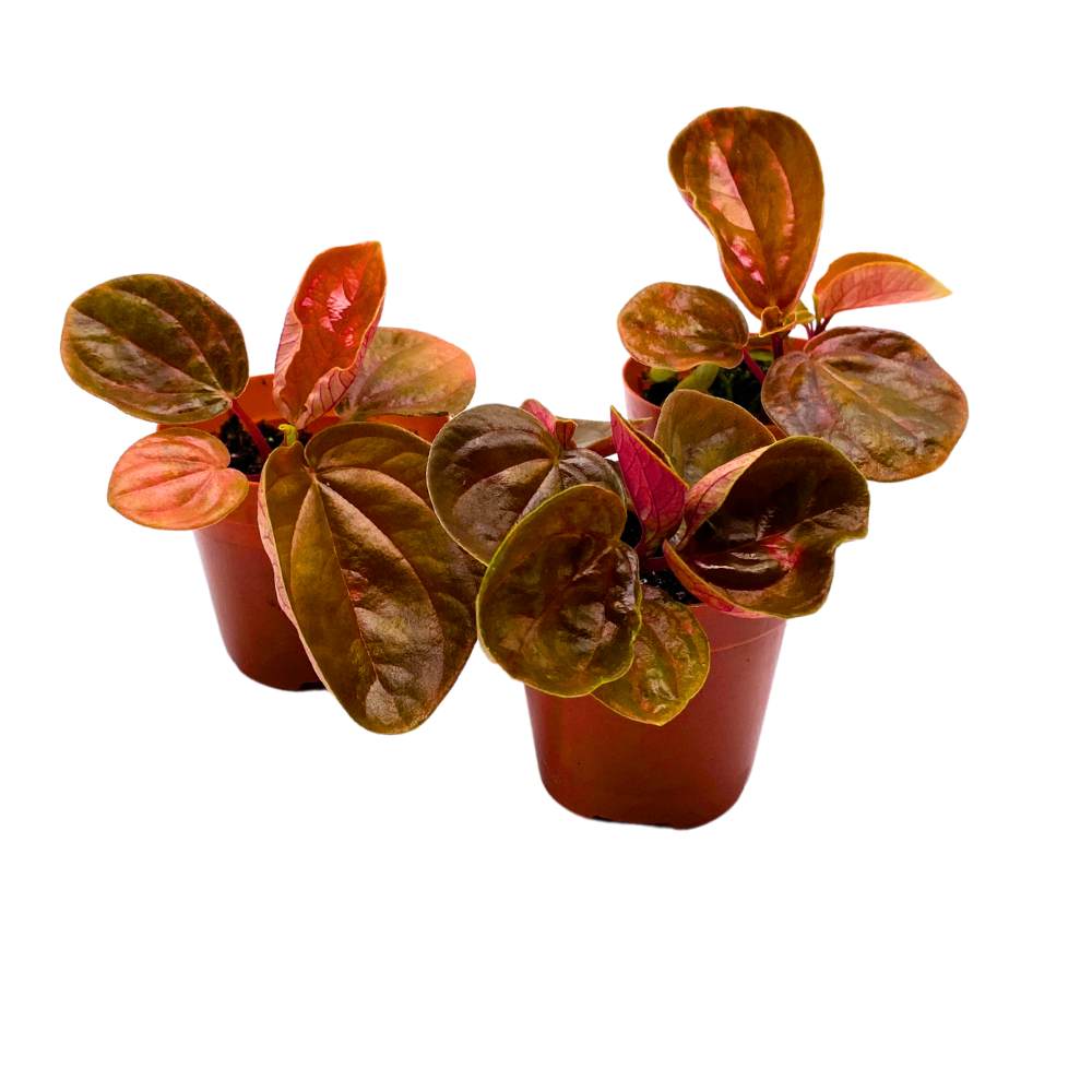 Harmony's Great Pumpkin Peperomia 2 inch Set of 3 Orange Hybrid Pep with Green Vareigated Stripes