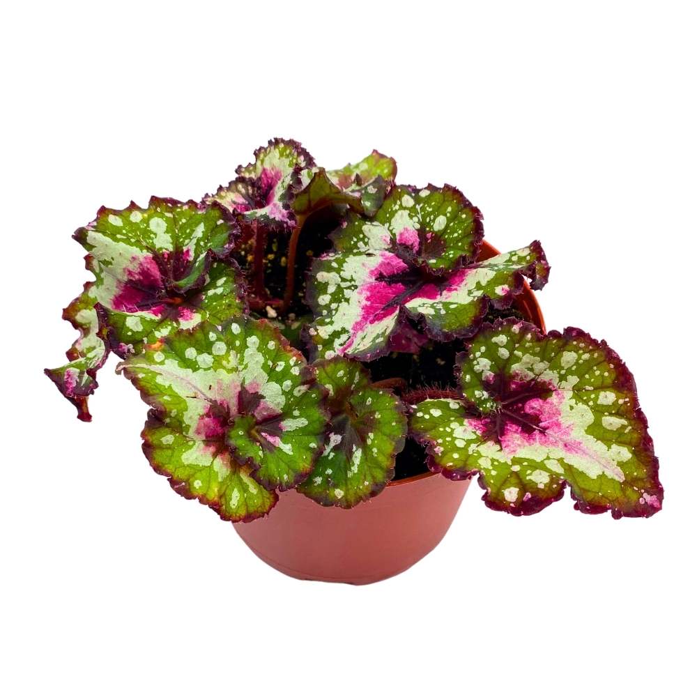Harmony's Crazy Love Begonia Rex 6 inch Pink Tail – Harmony Foliage