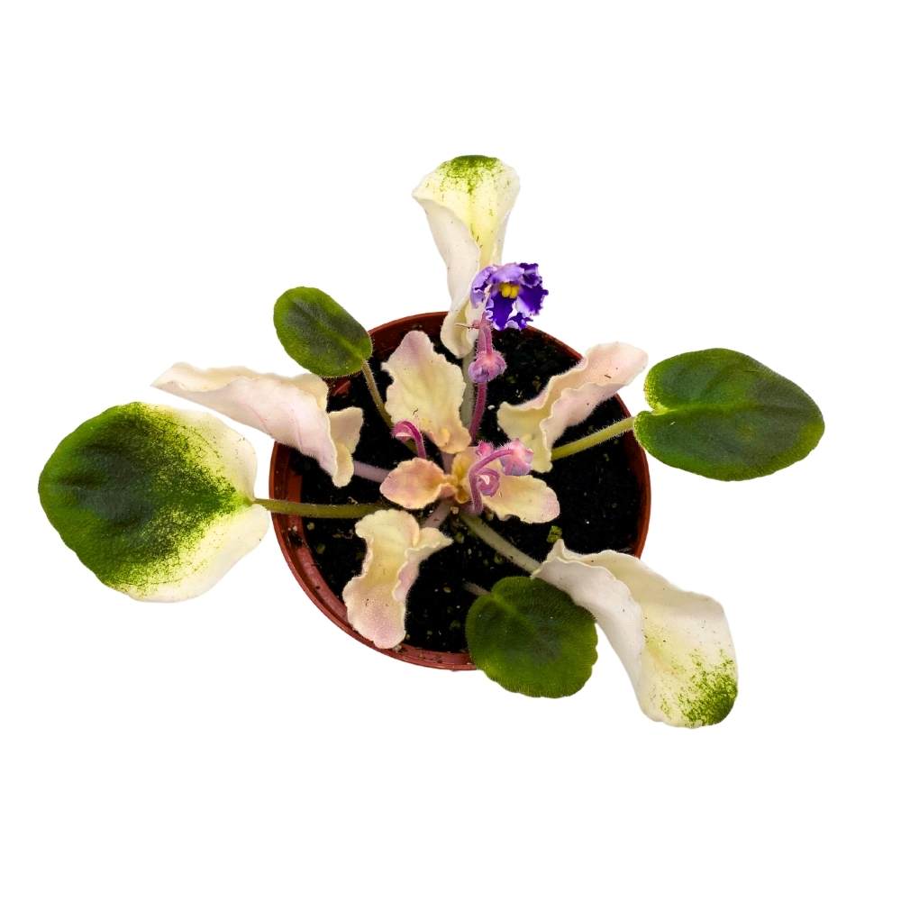 Harmony's Purple Passion Variegated African Violet, 4 inch, Purple Flower Saintpaulia Hybrid Gesneriads