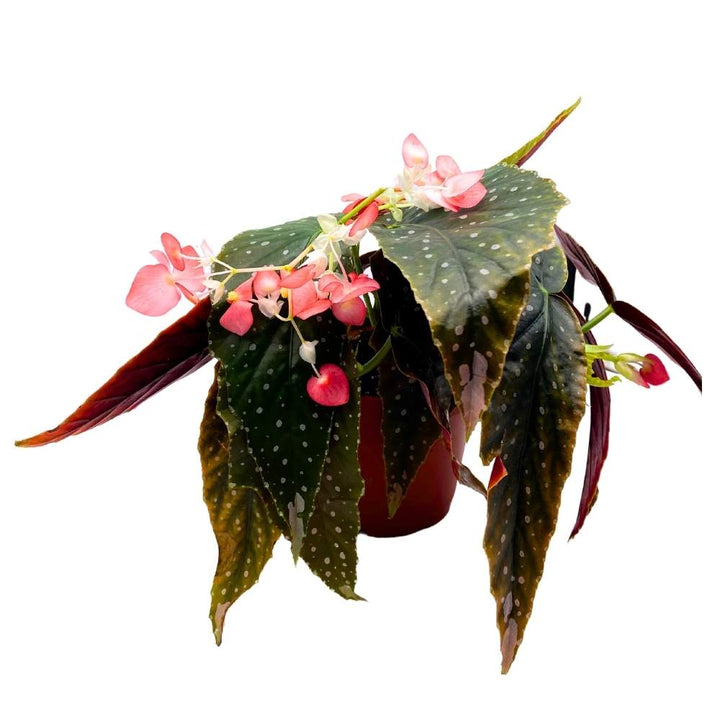 Harmony's Temptress Angel Wing Cane Begonia 6 inch Premium Hybrid