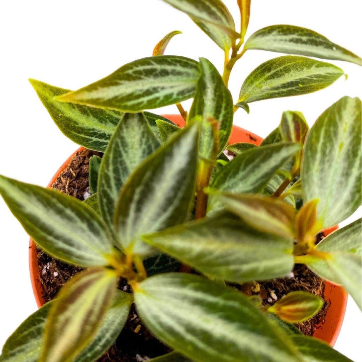 Peperomia Trinervis, 2 inch, Green and Silver Leaves