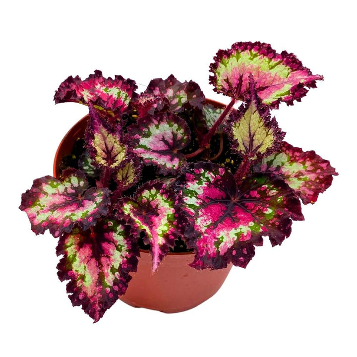 Harmony's Queen of Hearts 6 inch Begonia Rex Multicolored Ruffled Edges