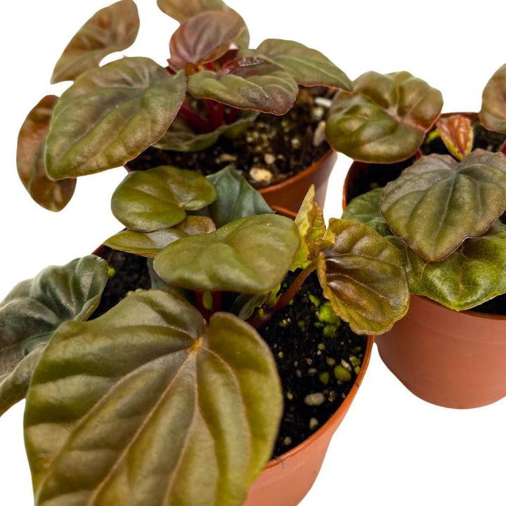 Peperomia Chocolate, 2 inch Set of 3, Brown Rare Emerald Ripple Pep Caperata