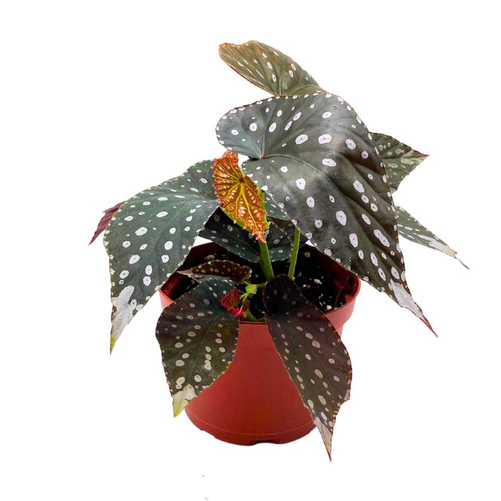 Harmony's Titan Angel Wing Cane Begonia 6 inch Premium Hybrid