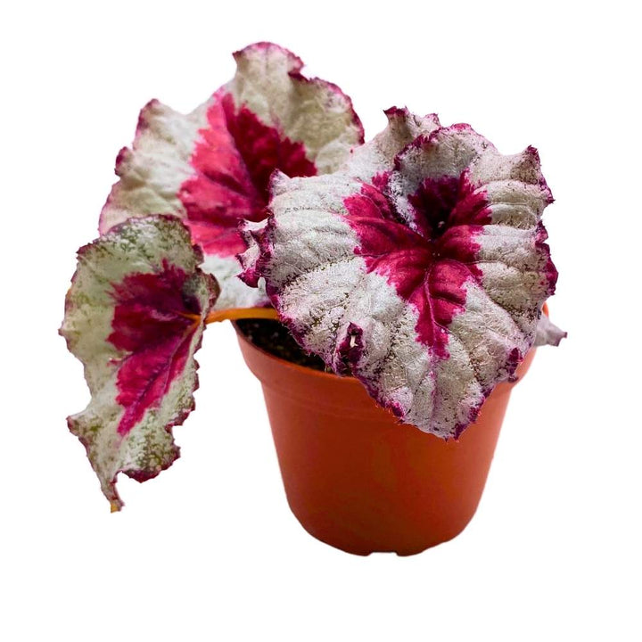 Harmony's Baby Dragon Heart 4 inch Begonia Rex Pink Heart Shape Center White Spiral
