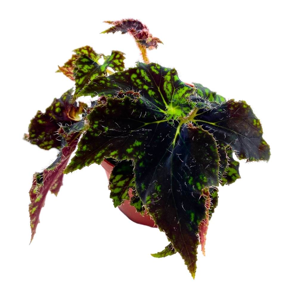 Begonia Unique 4 inch Rhizomatous Dark Green Black Rhizo
