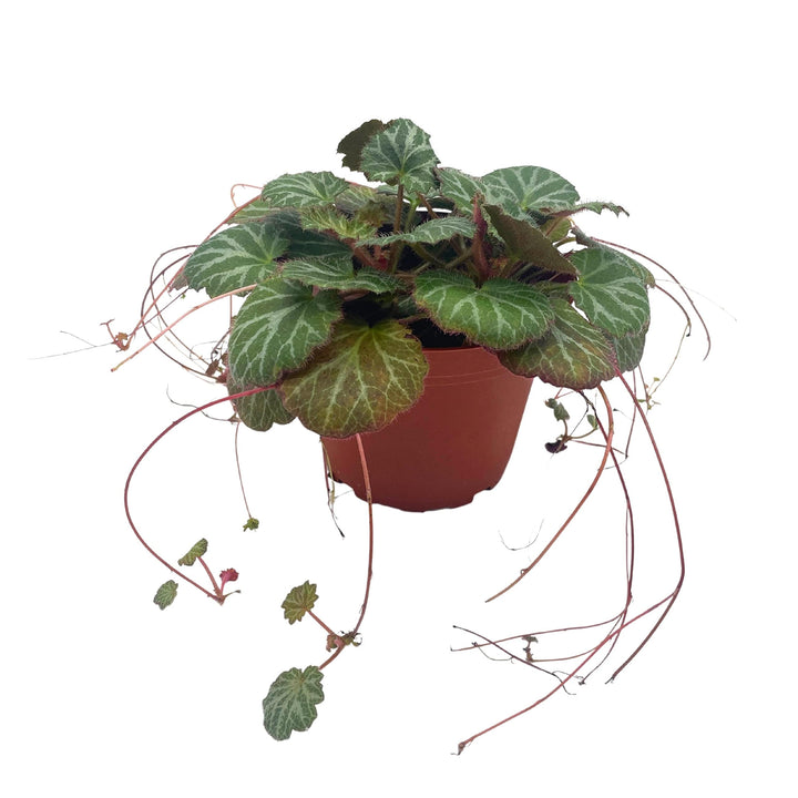 strawberry begonia hanging plant Strawberry Begonia, 4 inch, Saxifraga stolonifera, Legacy Heritage Hou – Harmony Foliage