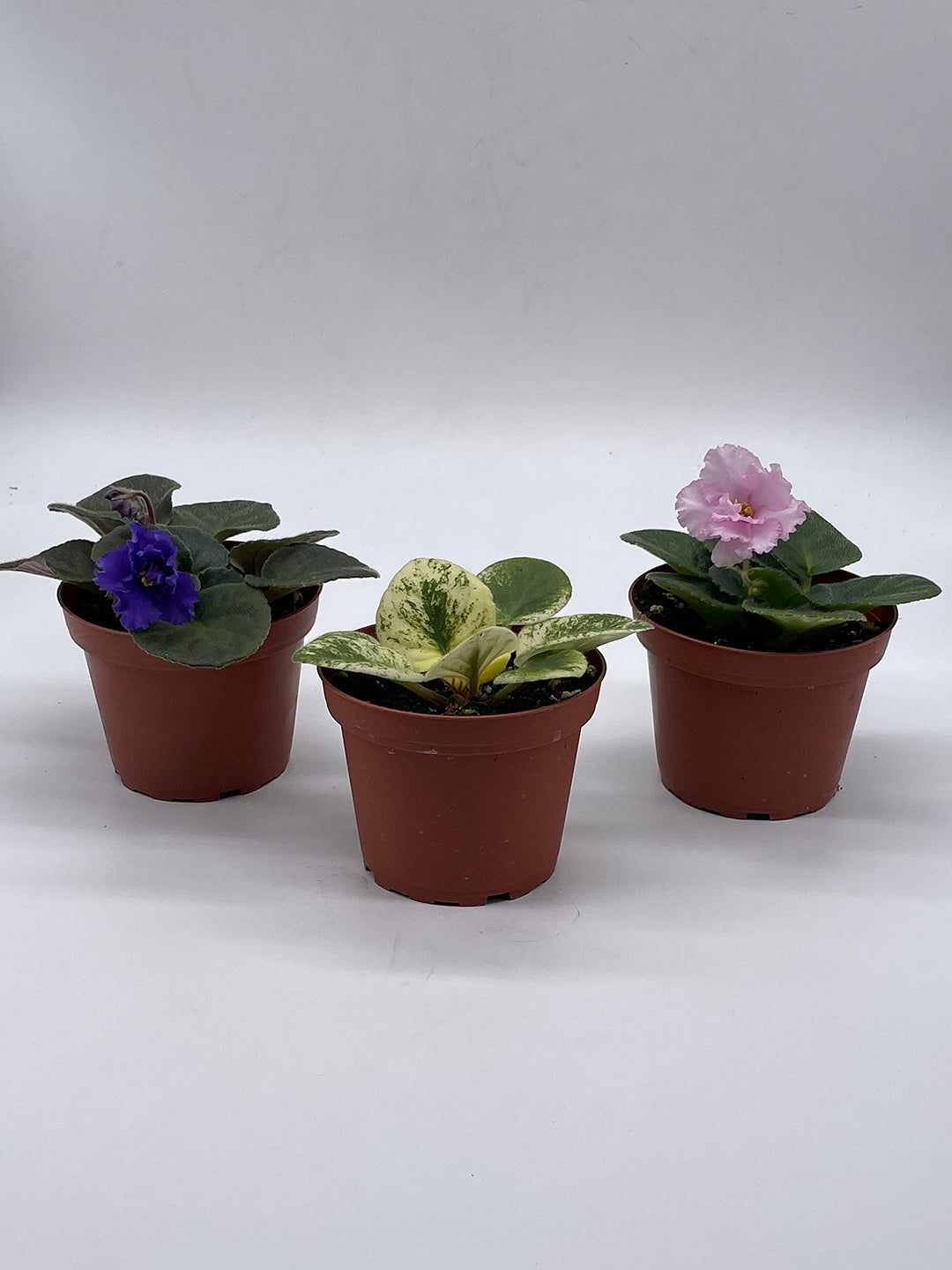 pots for african violets plants Harmony's African Violet Assortment Set, 4 inch pots 3 Different Afric – Harmony Foliage
