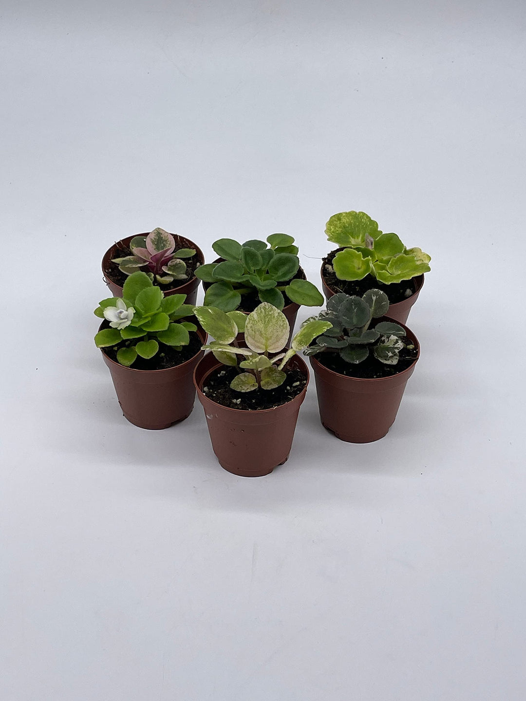 Harmony's African Violet Assortment Set, 2 inch pots, 6 Different African Violets Gesneriad Plants, Tiny Mini Pixie Plant Variety Assorted
