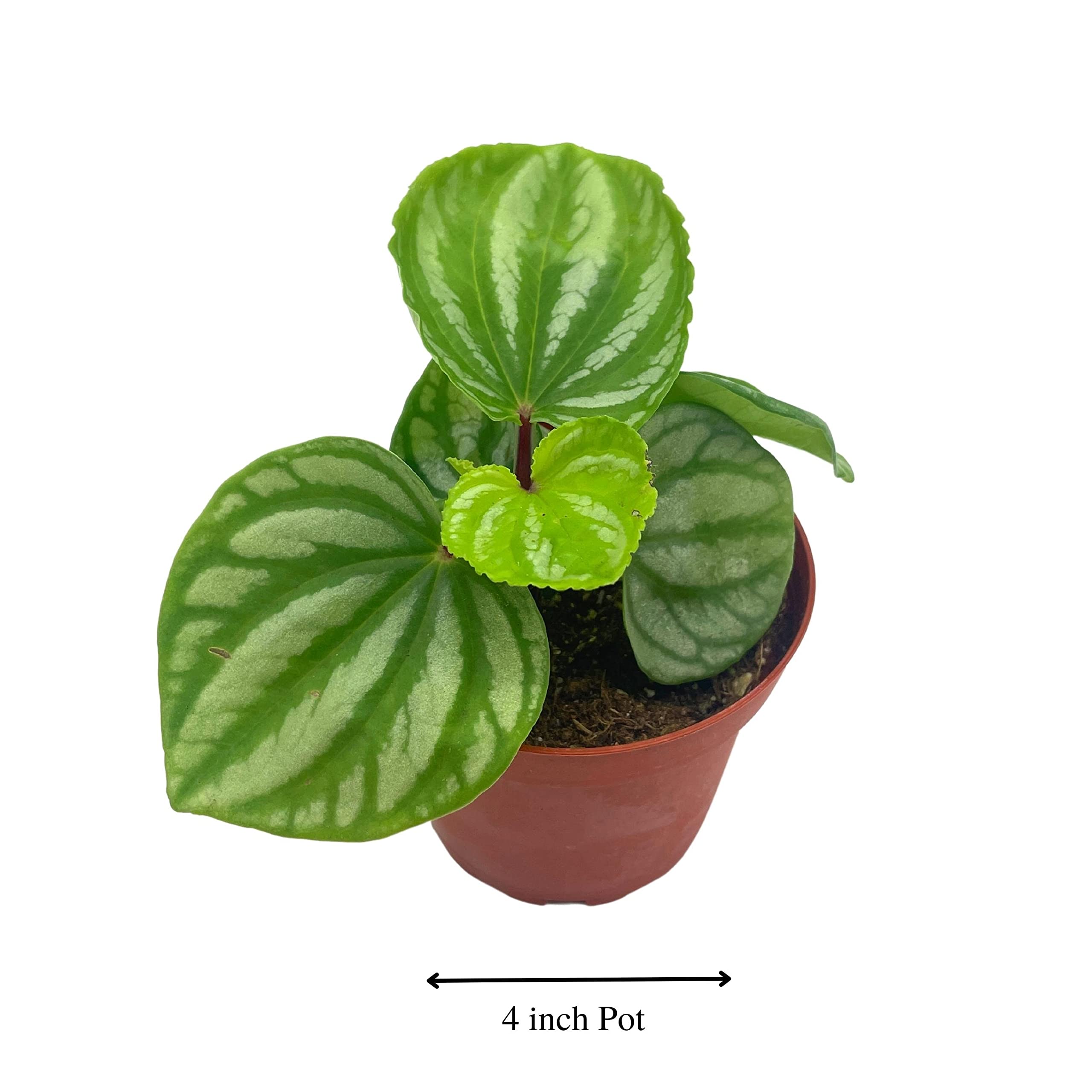 Harmony Foliage Peperomia Ecuador - Thumbnail 4