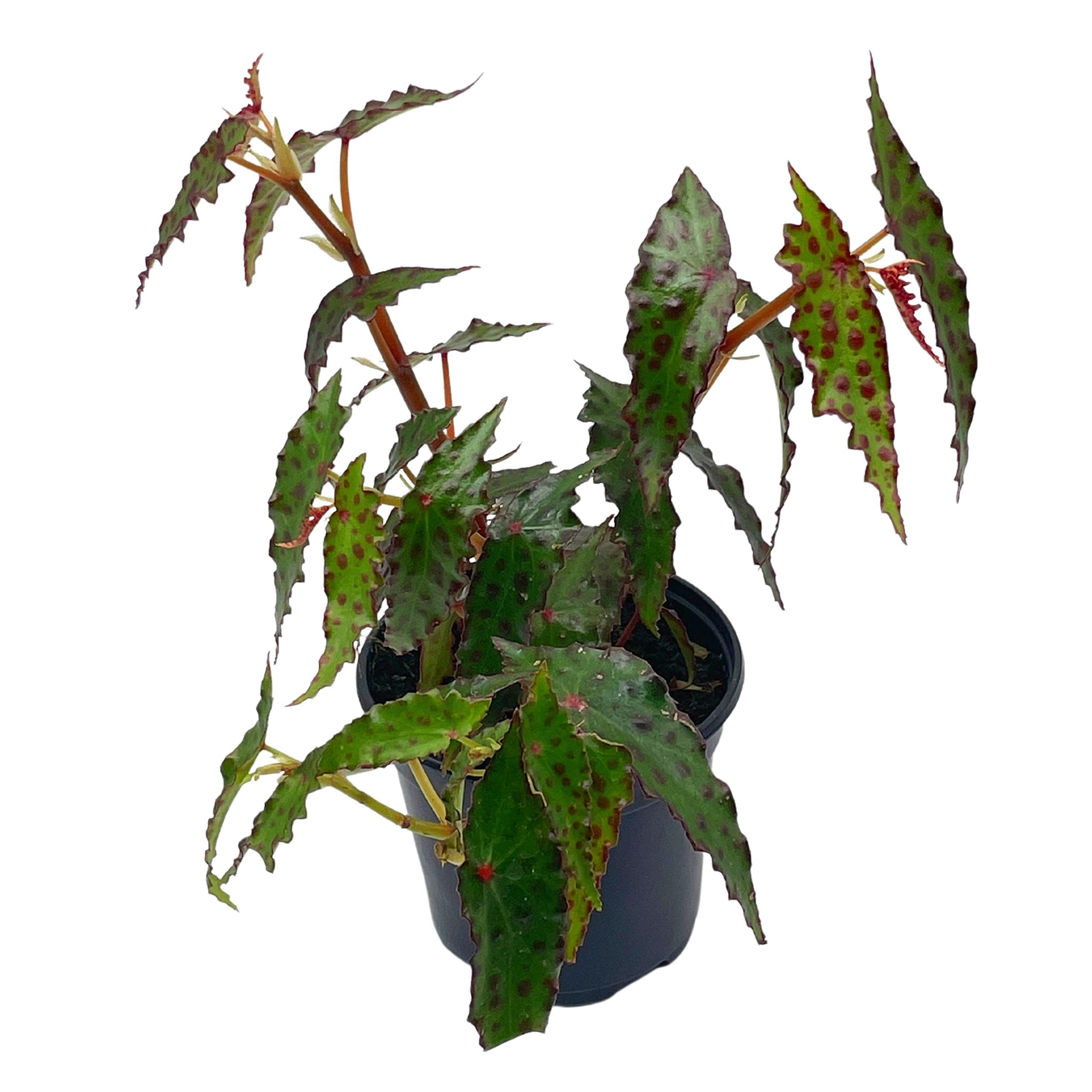 Harmony Foliage Begonia Amphioxus - Thumbnail 3
