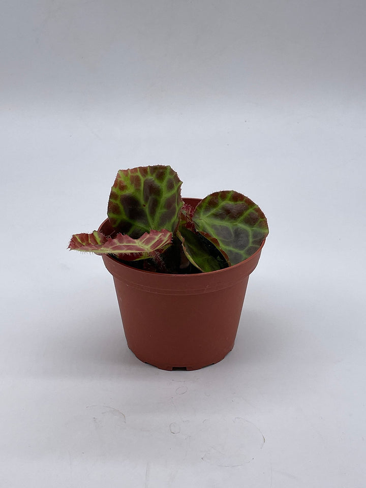 Begonia rajah, 4 inch Pot, Extremely Rare Homegrown Exclusive