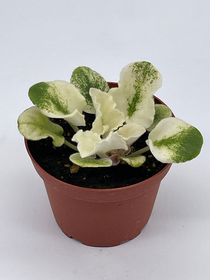 Harmony's Purple Passion Variegated African Violet Gesneriad, 4 inch Pot, White Leaves, Saintpaulia