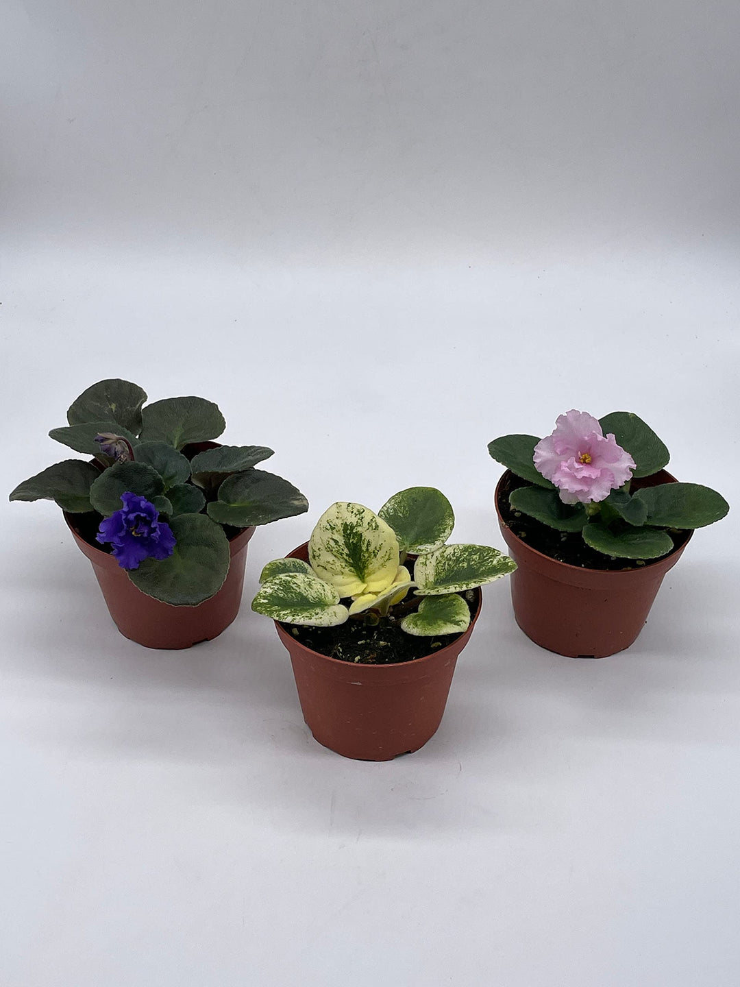 Harmony's African Violet Assortment Set, 4 inch pots 3 Different African Violets Gesneriad Plants, Saintpaulia Variety Assorted, Unique Homegrown Exclusive