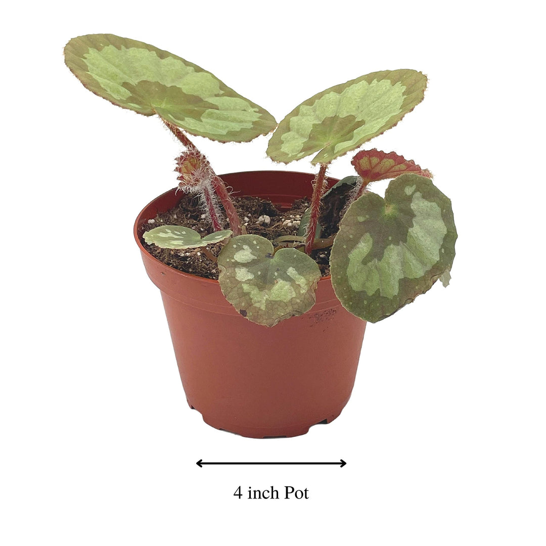 Begonia jingxiensis var maschanica, Rare 4 inch Rhizomatous Begonia Rhizo