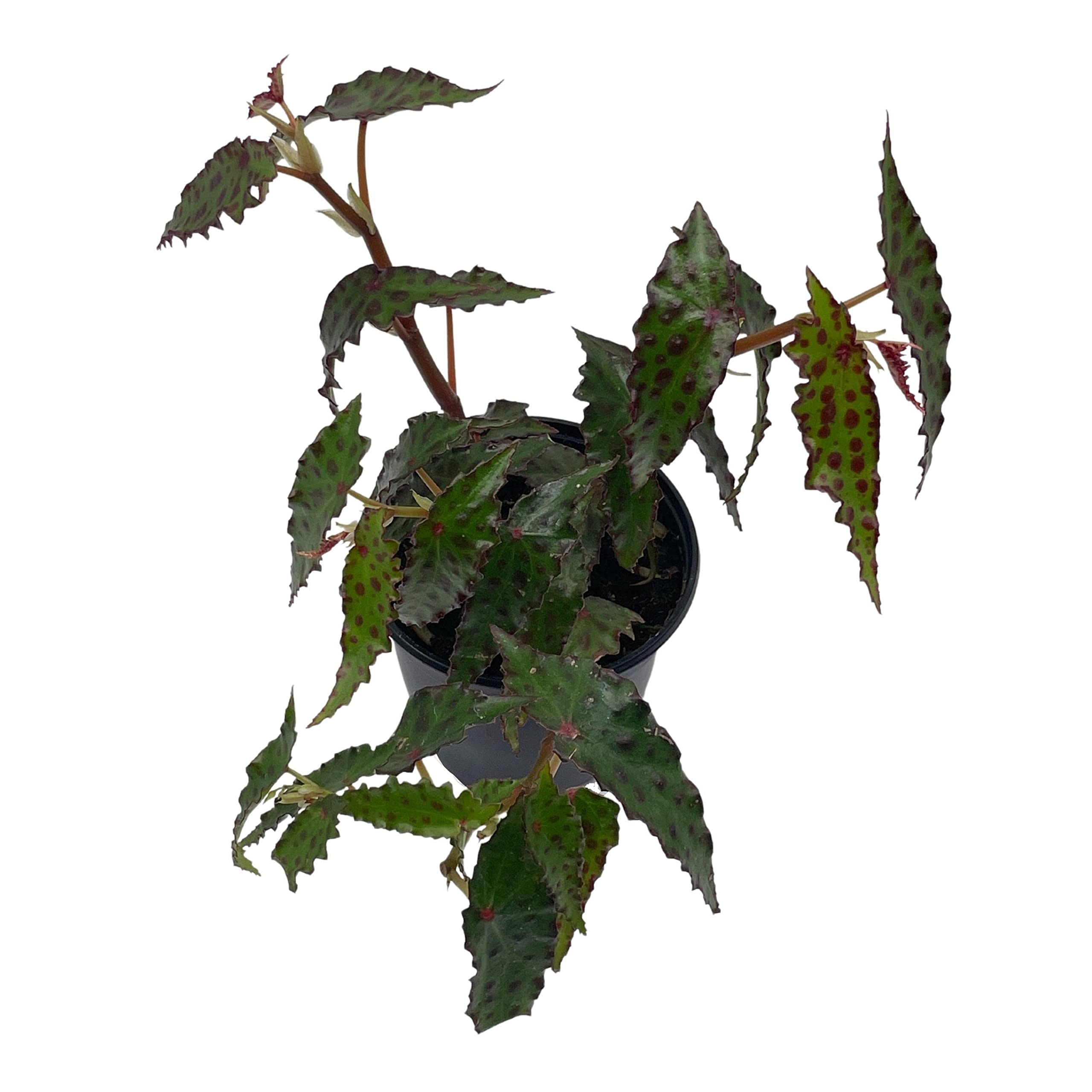 Harmony Foliage Begonia Amphioxus - Thumbnail 2