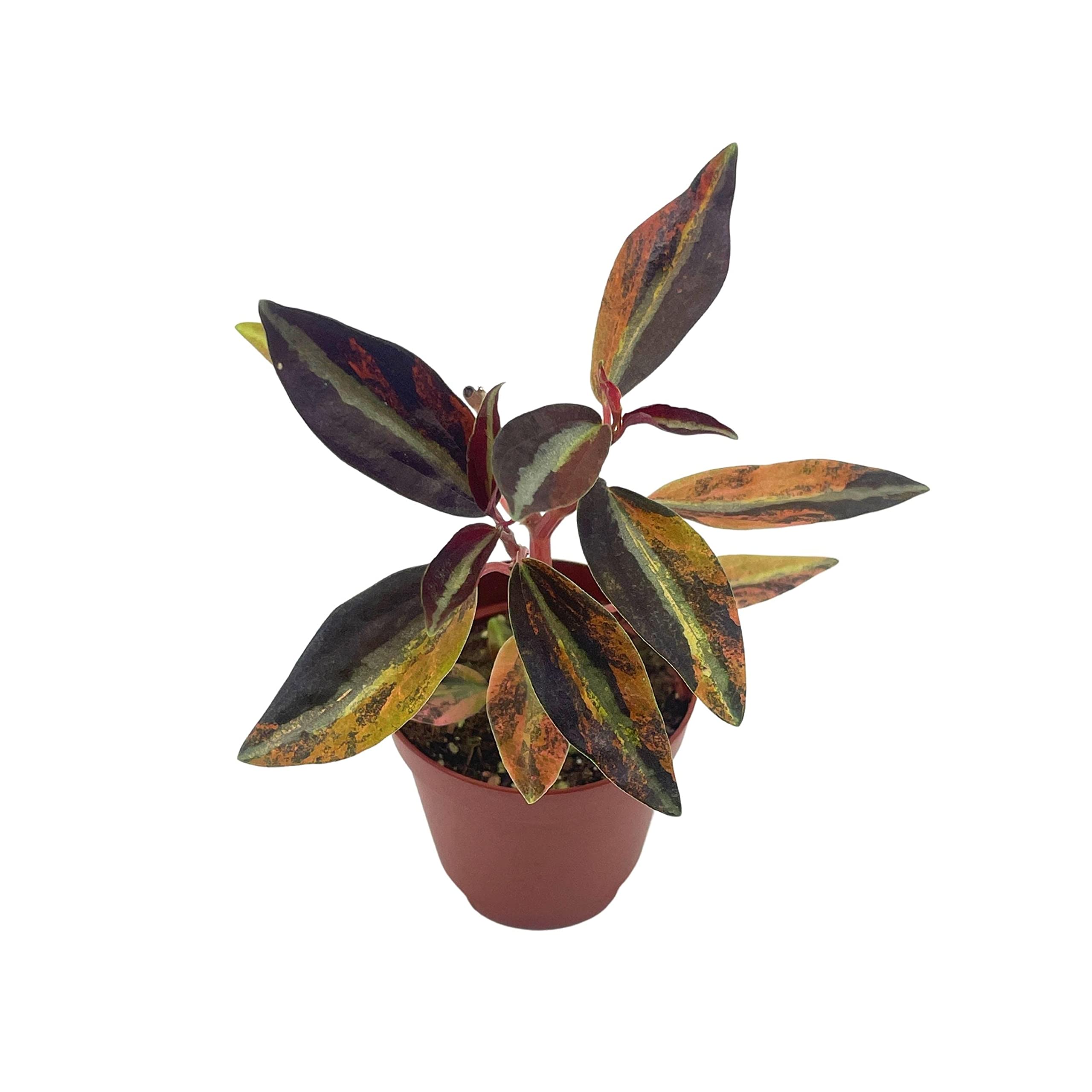 Harmony's High Voltage, 2 inch Variegated Peperomia