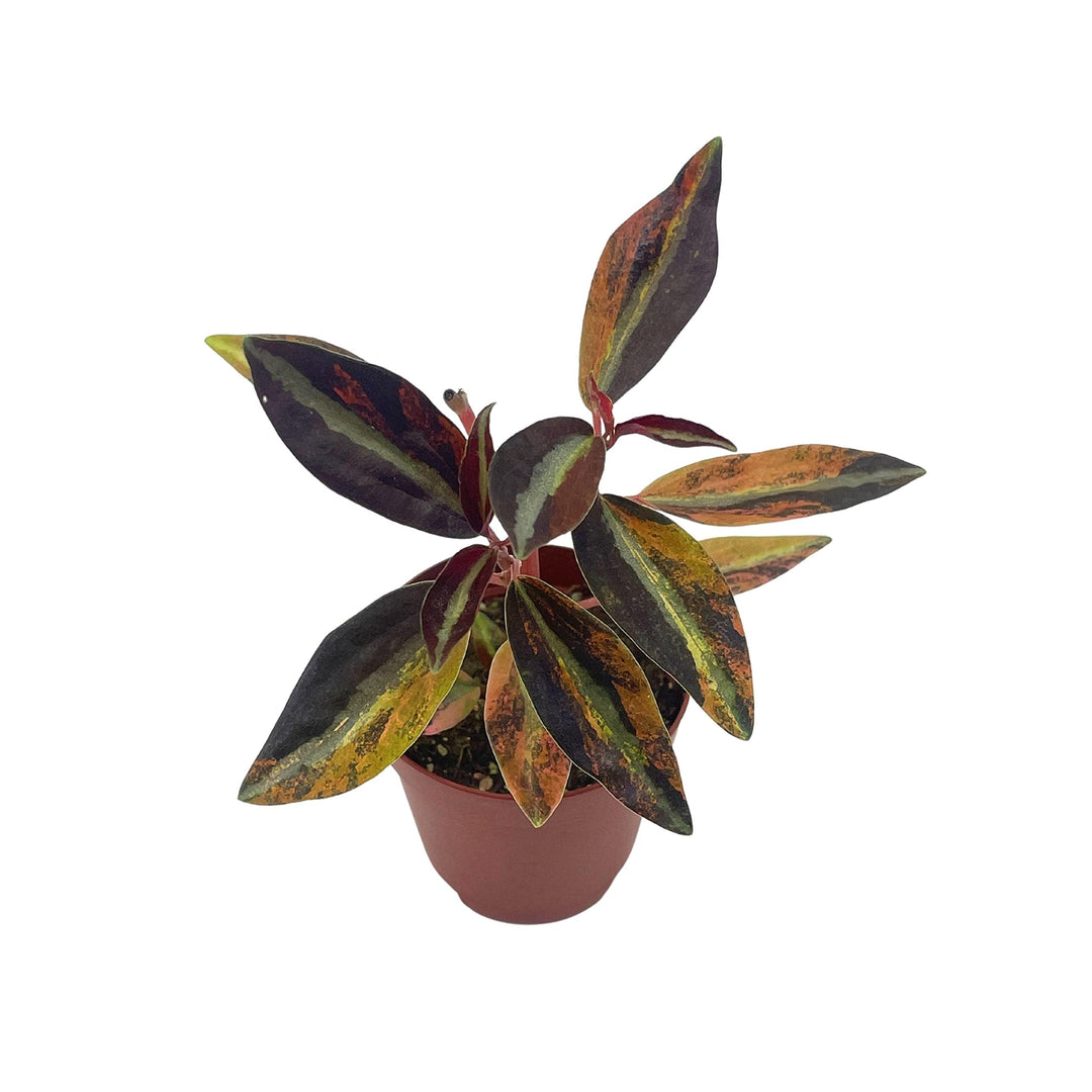 Harmony's High Voltage, 2 inch Variegated Peperomia Metallica