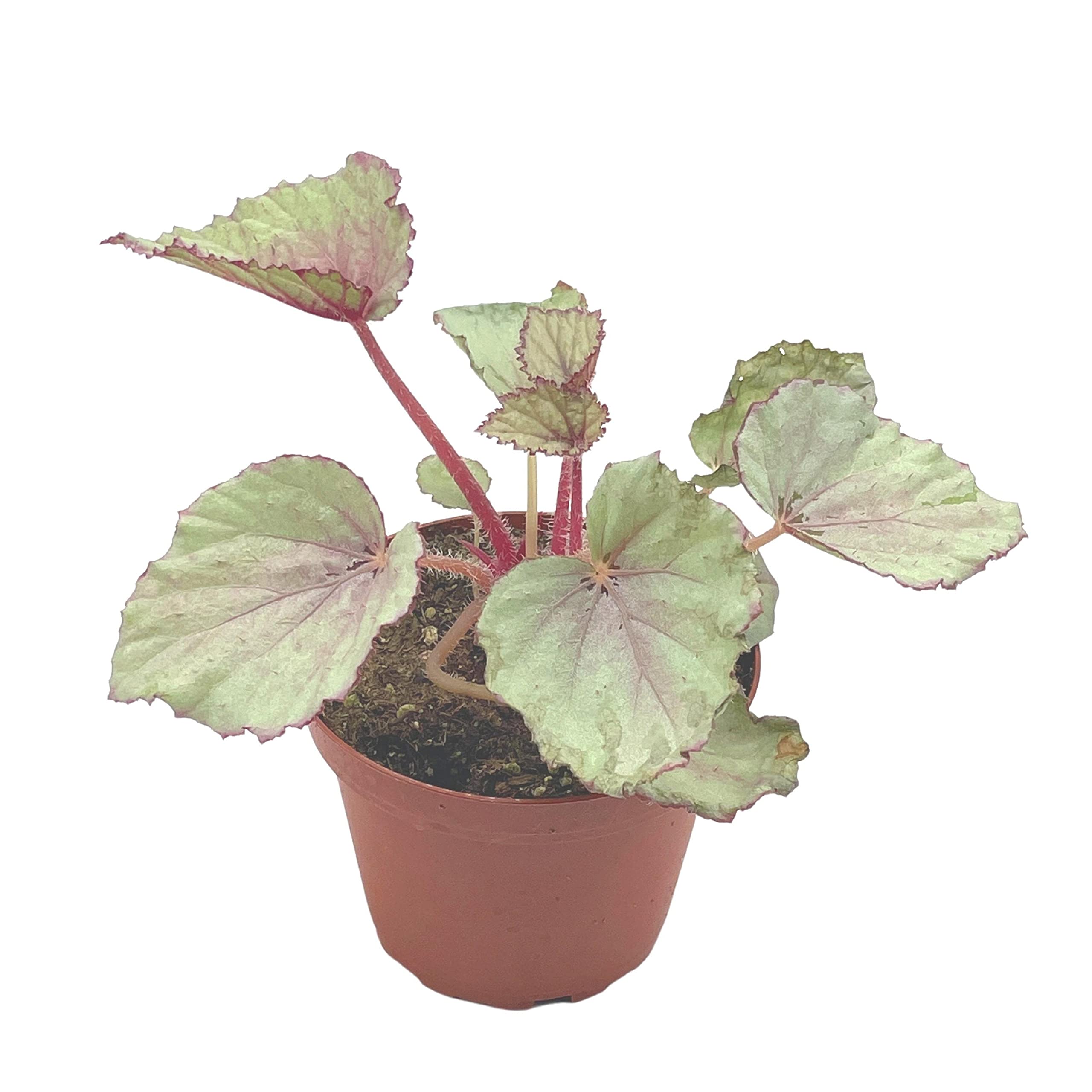 専用❣️Begonia 3点　ご予約品 Harmony's Pink Satin Begonia Rex, 4 inch Painted-Leaf Winter Cold