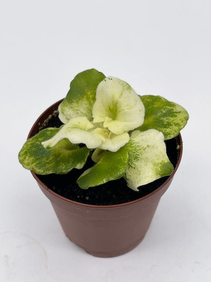 Variegated African Violet, 2 inch Pot, Biscayne Trail, Unique Gesneriad Homegrown Exclusive Plants