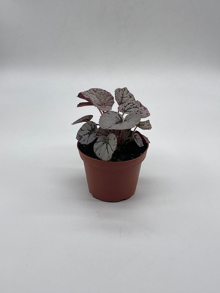 Silver Dollar Begonia Rex, 4 inch Painted-Leaf Begonia, Variegated