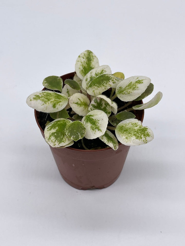 Variegated African Violet, 2 inch Pot, Rambling Amethyst, Unique Gesneriad Homegrown Exclusive Plants
