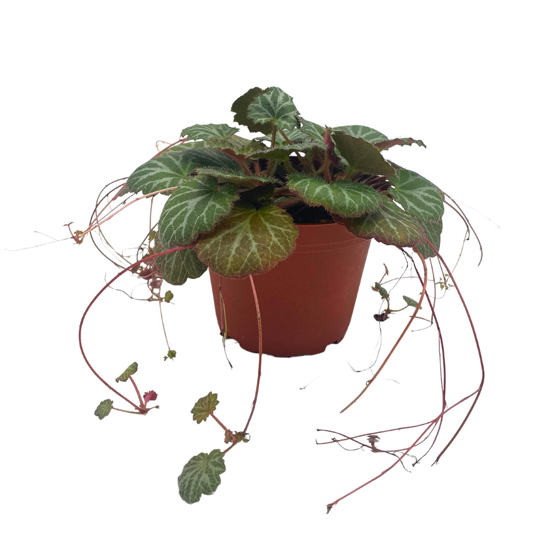 Strawberry Begonia, 4 inch, Saxifraga stolonifera, Legacy Heritage House Plant