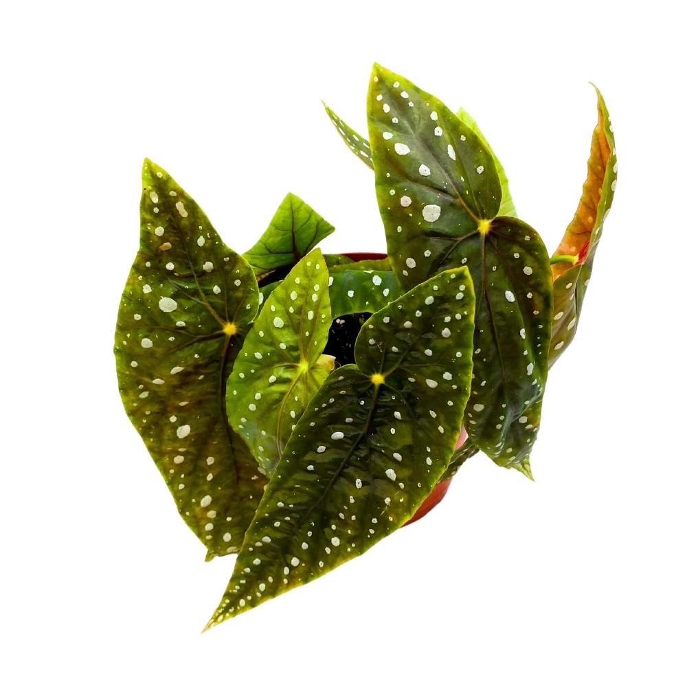 Eric Seel Angel Wing, 6 inch Cane Begonia Green White Polkadots