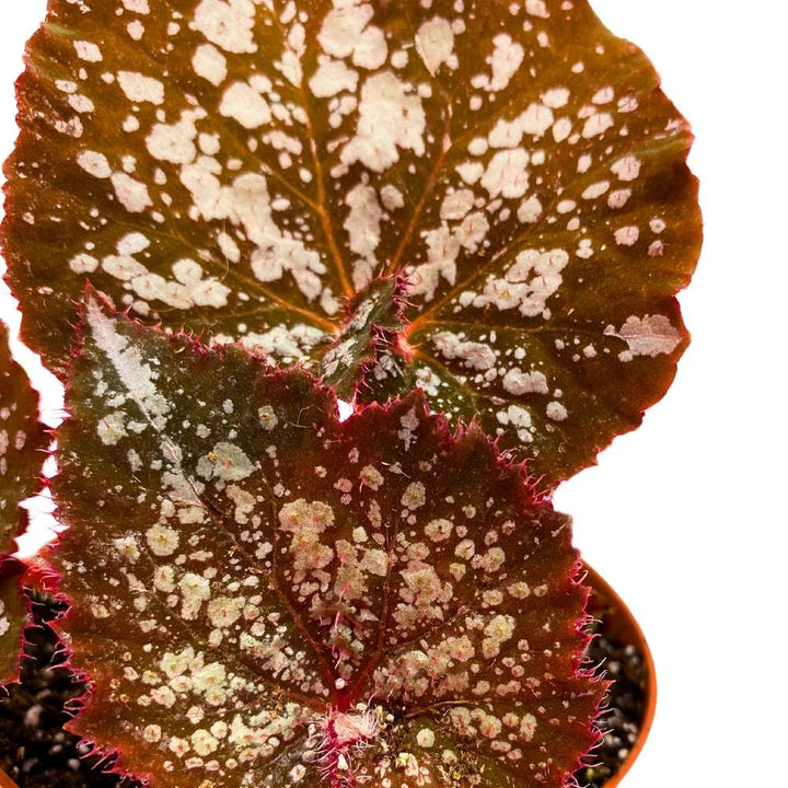 Begonia Island Magic Rhizomatous, 4 inch, Rhizo Brown Super Splashy White Dots