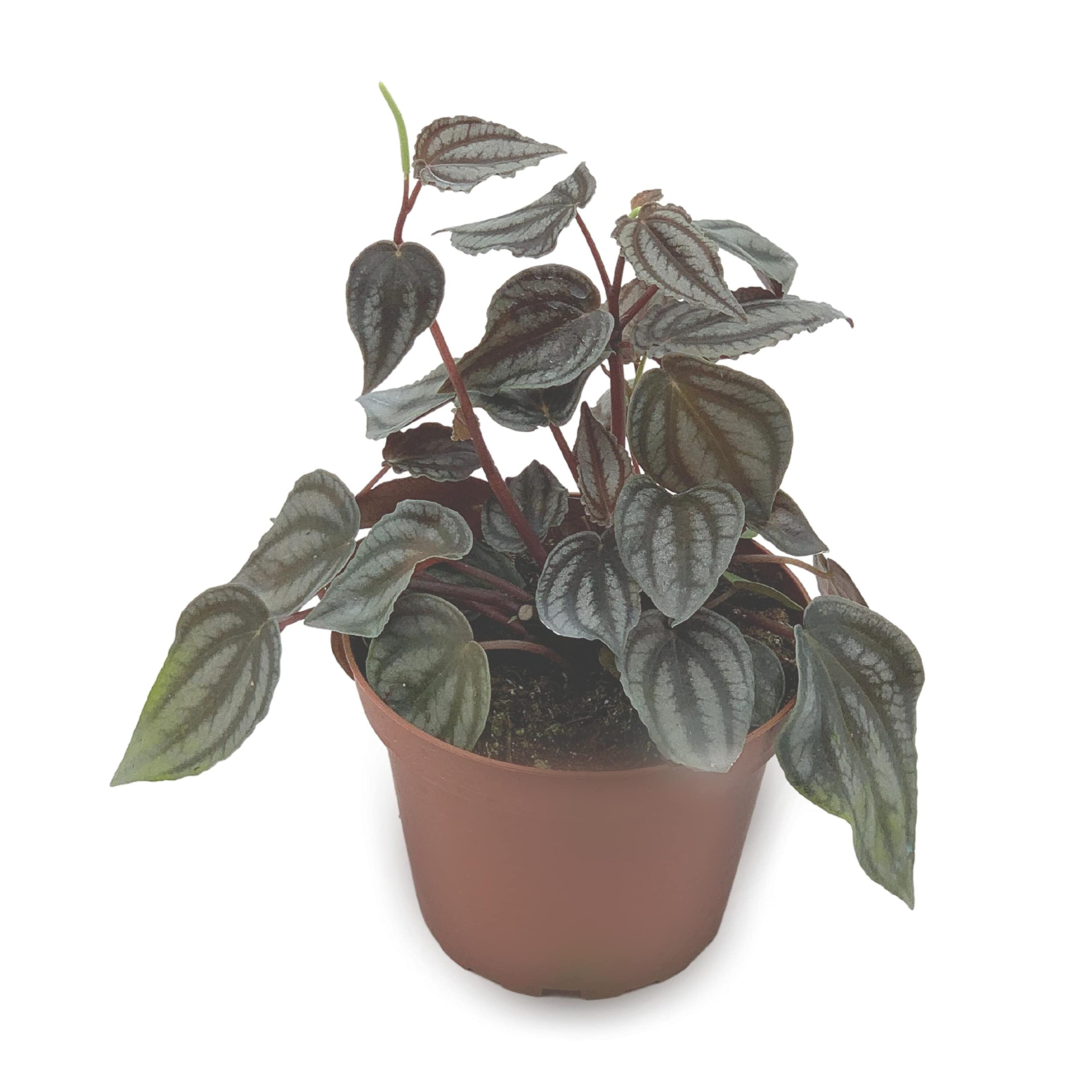 Harmony Foliage Peperomia Turboensis - Thumbnail 5