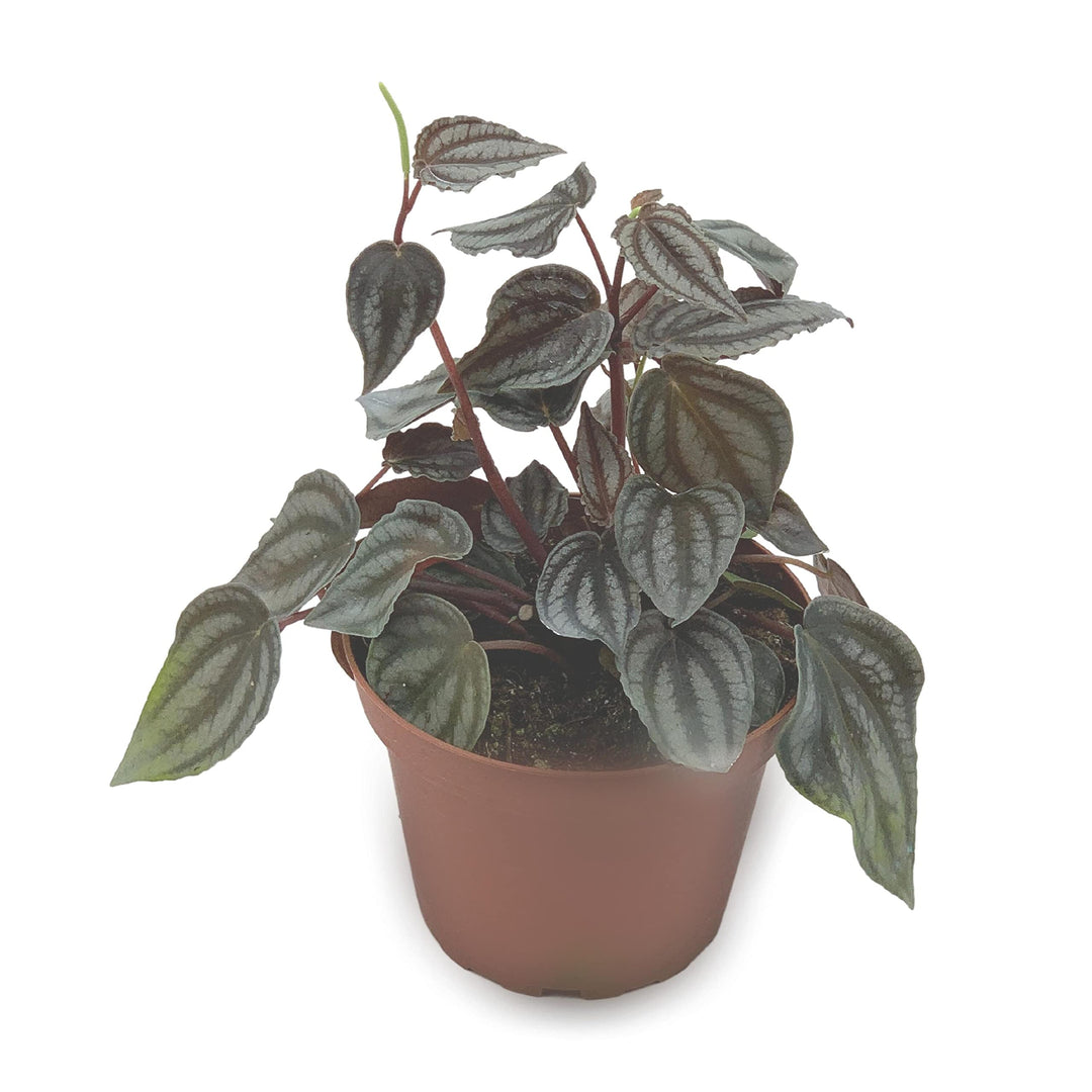 Peperomia Turboensis, 4 inch, Rare Dark Pep, Unique Homegrown Exclusive