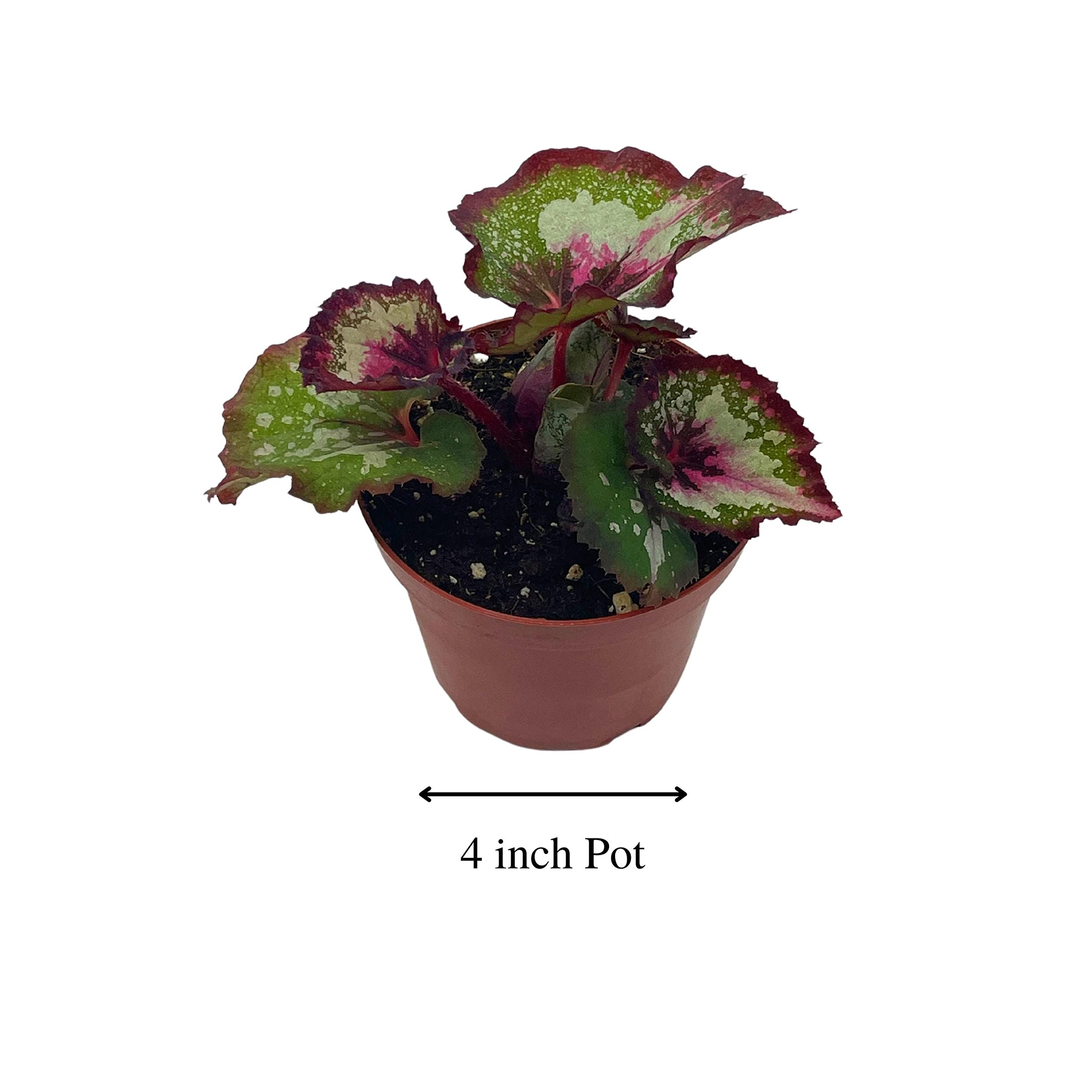 Harmony's First Kiss, Begonia Rex 4 inch Pot, Unique Homegrown