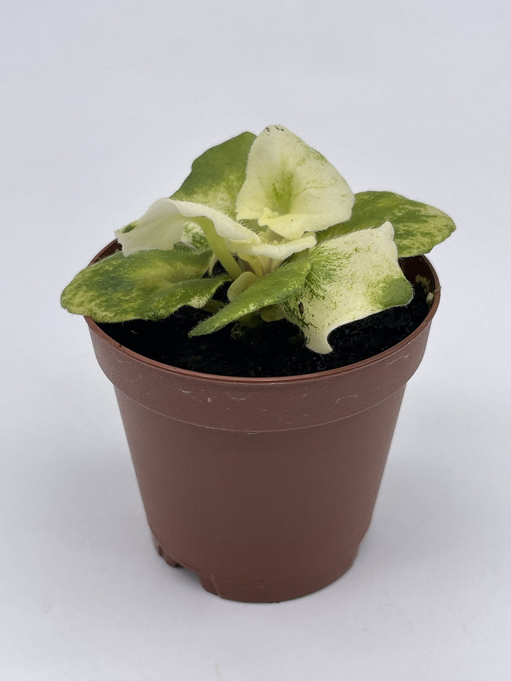 Variegated African Violet, 2 inch Pot, Biscayne Trail, Unique Gesneriad Homegrown Exclusive Plants