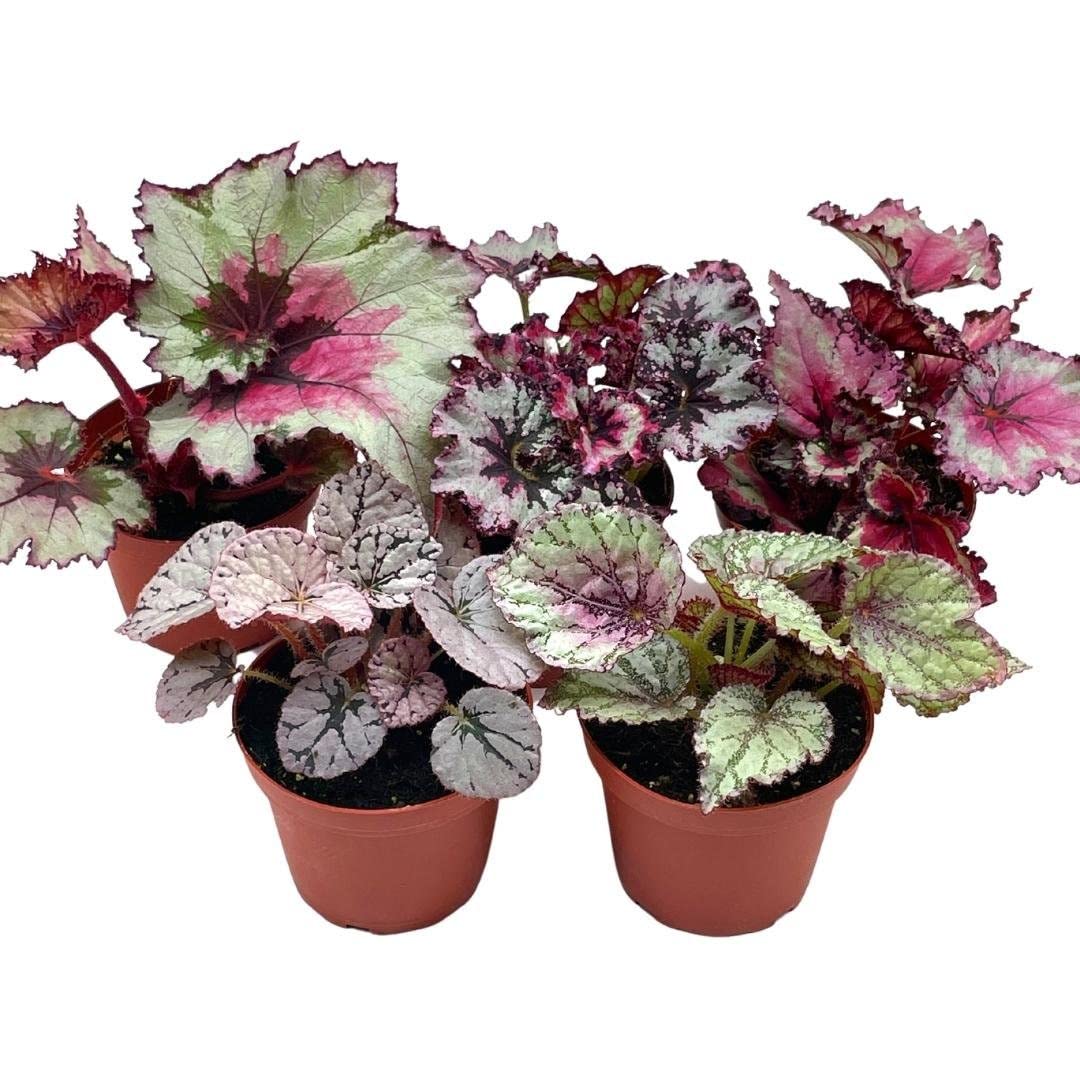 Harmony's Begonia Rex Assortment, Cold Pastel Winter, 4 inch, Set