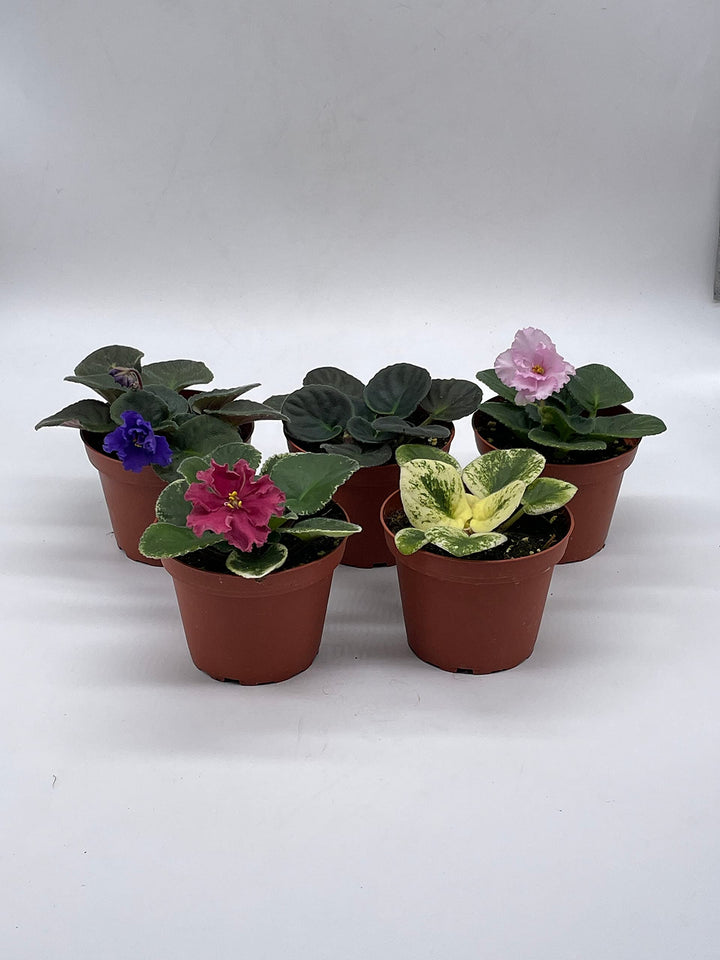 Harmony's African Violet Assortment Set, 4 inch pots 5 Different African Violets Gesneriad Plants, Saintpaulia Variety Assorted, Unique Homegrown Exclusive