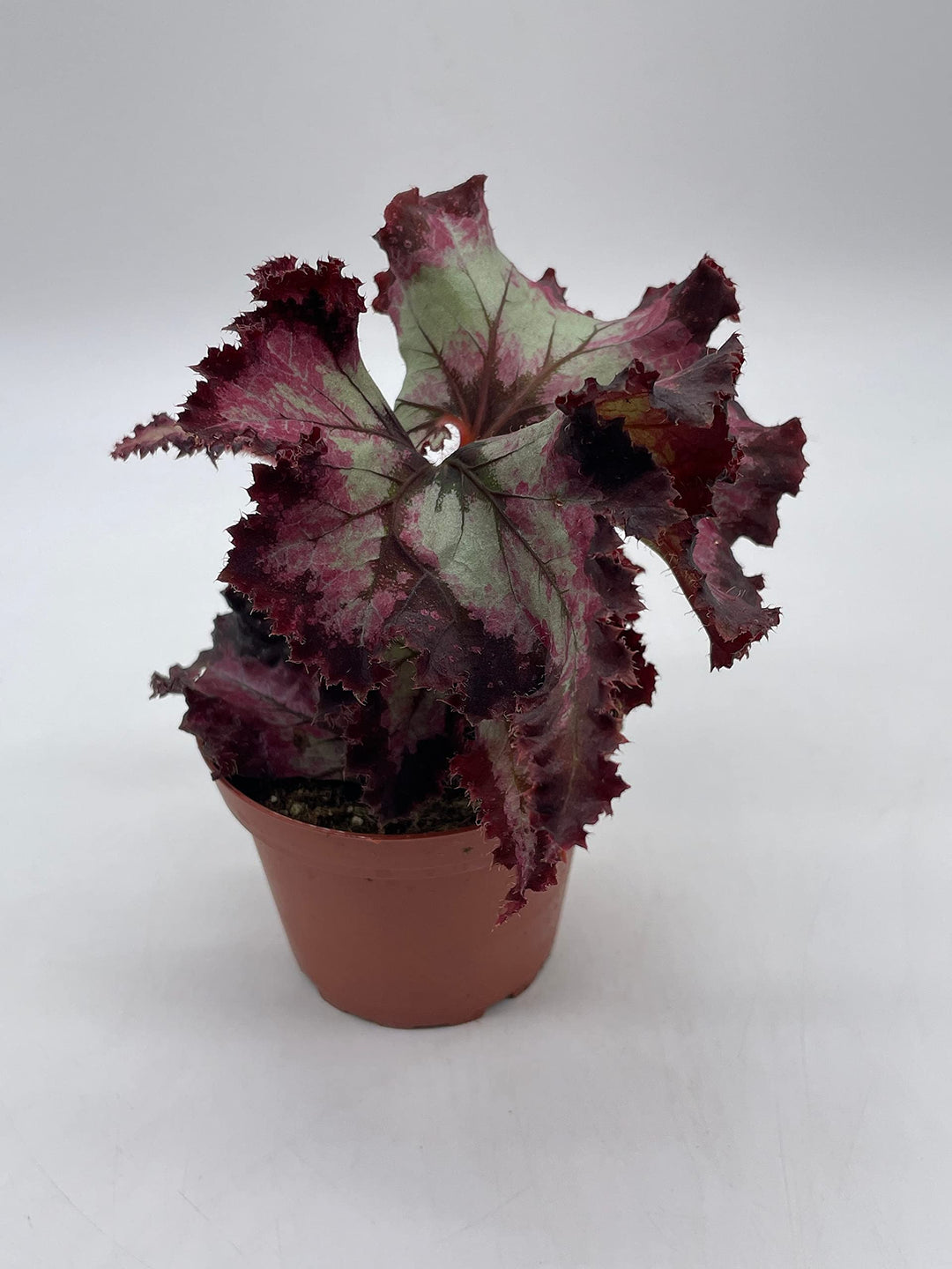 Harmony's Witchy Woman, Begonia Rex, 4 inch, Spirals and Tails Painted-Leaf Begonia,