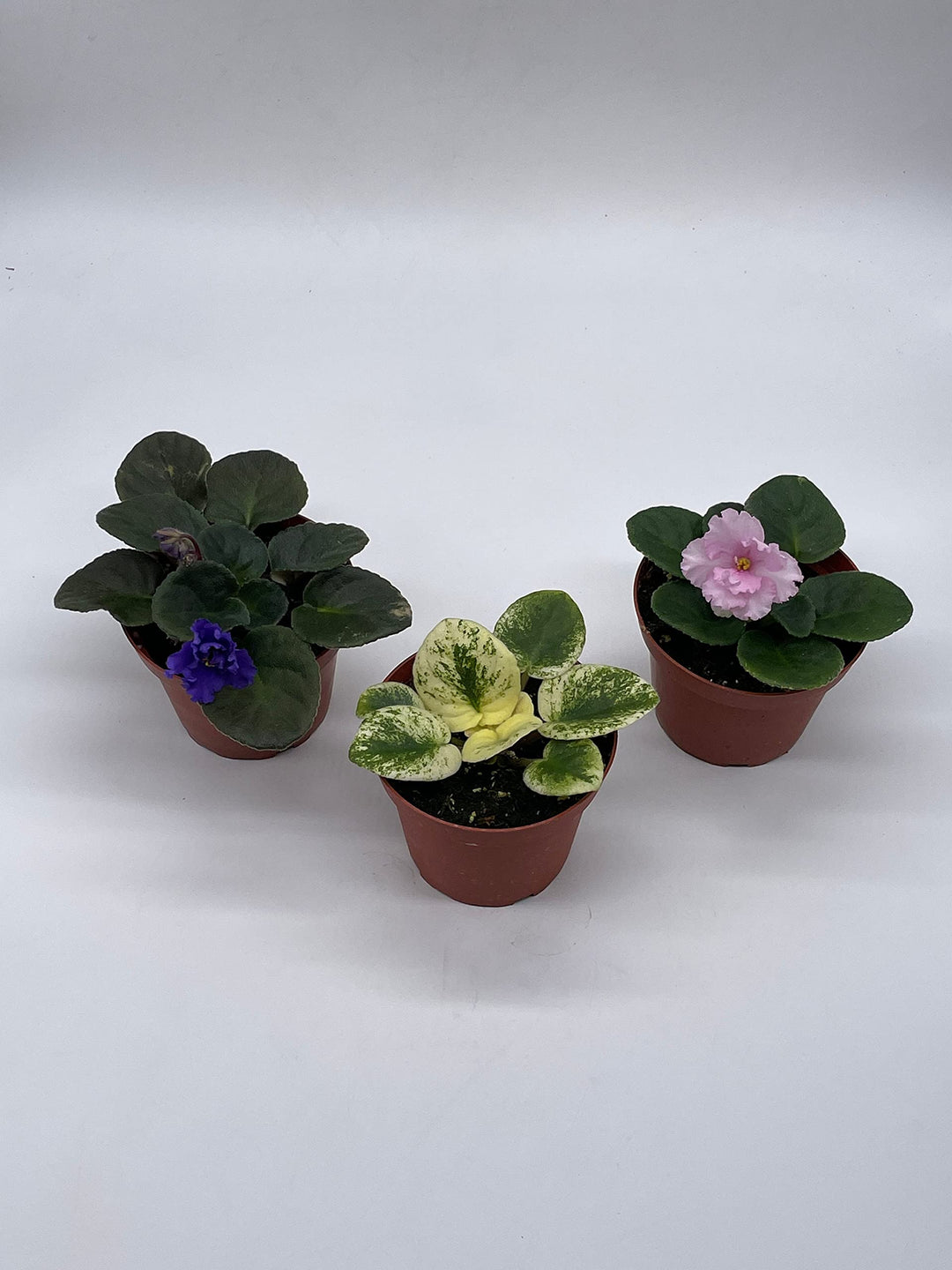 Harmony's African Violet Assortment Set, 4 inch pots 3 Different African Violets Gesneriad Plants, Saintpaulia Variety Assorted, Unique Homegrown Exclusive