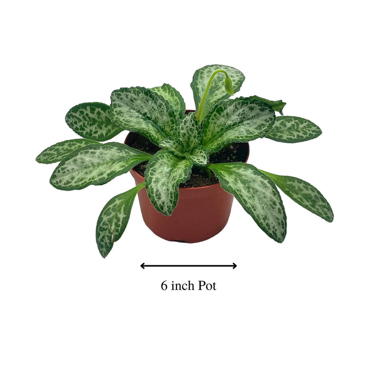 Betty Gesneriad Primulina Dryas, 6 inch African Violet Chirita Plant