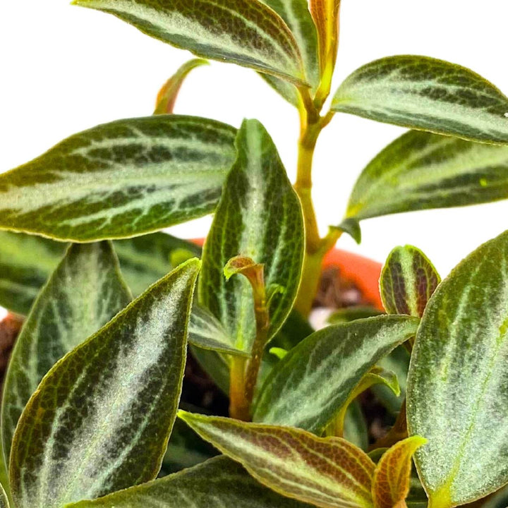 Peperomia Trinervis, 2 inch, Green and Silver Leaves