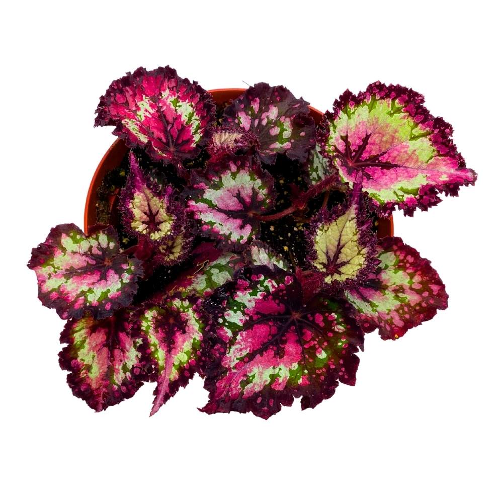 Harmony's Queen of Hearts 6 inch Begonia Rex Multicolored Ruffled Edges