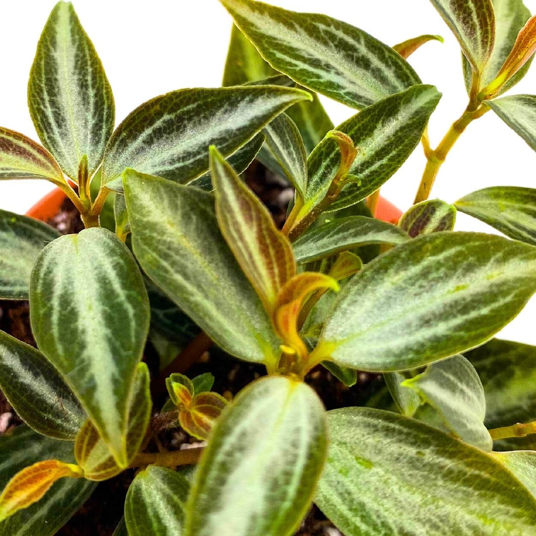 Peperomia Trinervis, 2 inch, Green and Silver Leaves